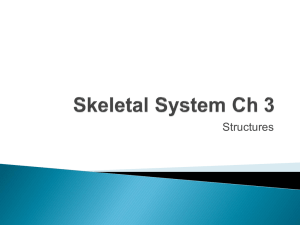Skeletal System Ch 3