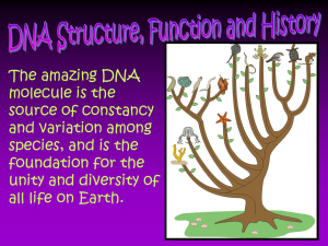 DNA polymerase