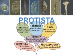 Plant-like Protista
