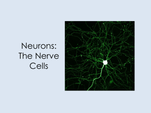 Nervous: Neurons