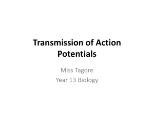 Transmission of Action Potentials