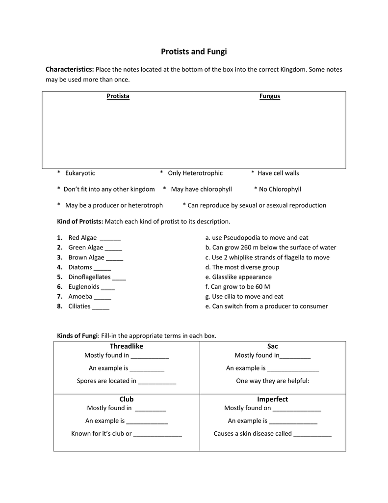 protists-and-fungi-worksheet