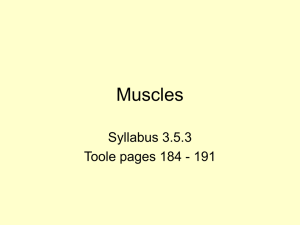 Muscles - biologypost