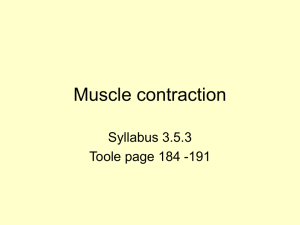 The sliding filament hypothesis of muscle contraction