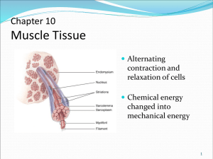 muscle as a tissue - Cumberland County Schools