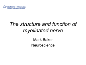 The structure and function of myelinated nerve