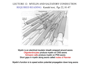 LECTURE12.Myelin