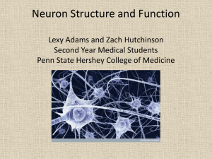 Neuron Structure and Function Lexy Adams and Zach Hutchinson