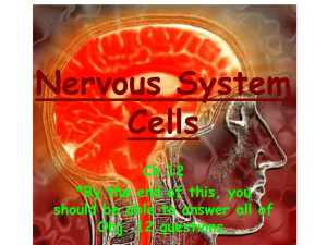 Nervous System Cells