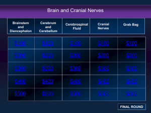 Brain Cranial Nerves
