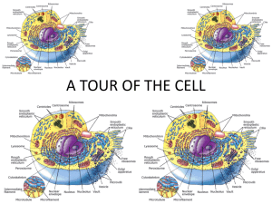 A TOUR OF THE CELL