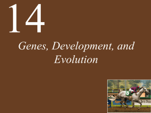 Ch14 Lecture-Genes, Development, and Evolution