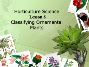 Classify Plants