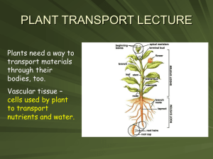 PLANT TRANSPORT LECTURE