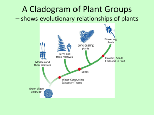 A Cladogram of Plant Groups * shows evolutionary relationships of