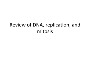 Review of DNA, replication, and mitosis