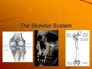 The Skeletal System - Types of bones and bone growth
