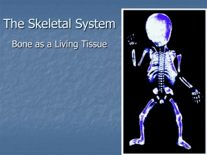 Bone as Living Tissue