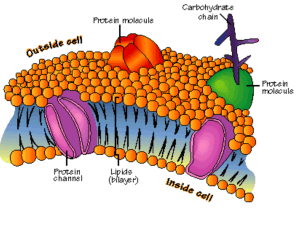 Cell Membrane Notes