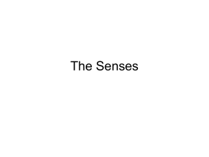 The Senses - Dominican
