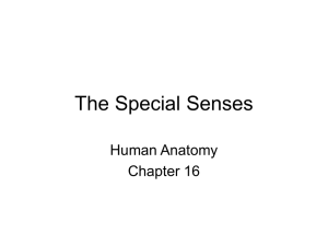 Chapter 16- Sensory Organs