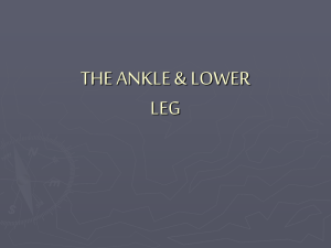 the ankle & lower leg - PA