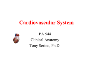 Cardiovascular: Heart