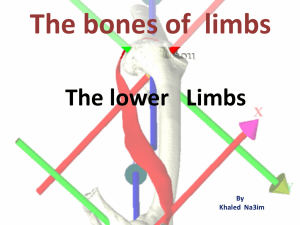 The bones of limbs
