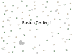 Boston Terriers! - UNT Class Server