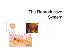 human reproduction system lesson