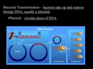 Bacterial Transformation PowerPoint