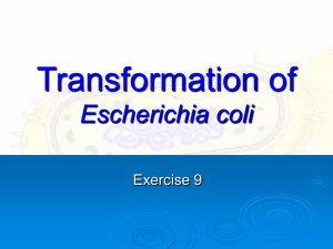 Exp.9 Bacterial Transformation