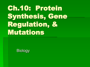 Ch.10: Protein Synthesis, Gene Regulation, & Mutations