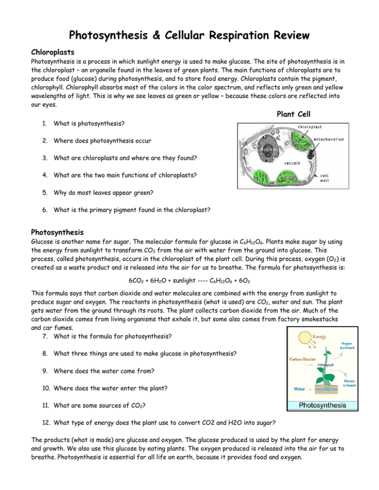 photosynthesis review worksheet answers biology