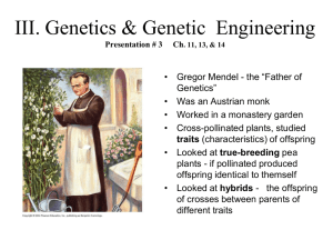 Genetic terms, punnett squares