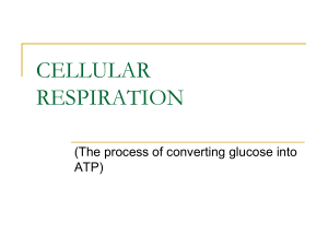 CELLULAR RESPIRATION