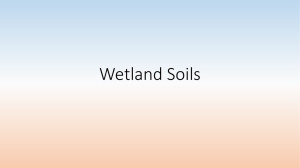 Wetland Soils Power Point