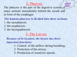 The human pharynx is divided into three sections