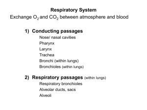 Respiratory passages
