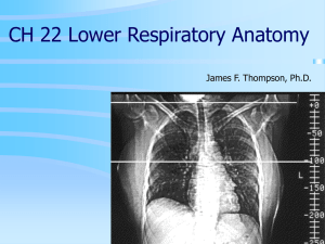CH 22 Lower Respiratory Tract Anatomy
