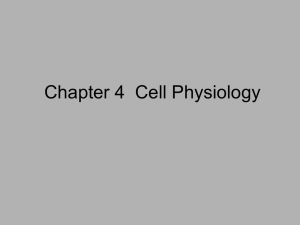 Chapter 4 Cell Physiology