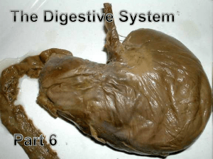 Digestive System - Green Local Schools