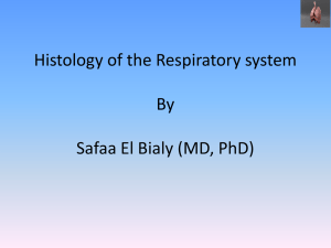 Respiratory Bronchioles