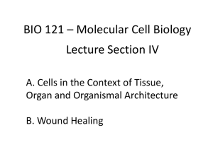 BIO 121 * Molecular Cell Biology Lecture Section IV A. Cells in the