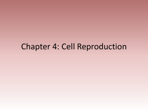 Chapter 4: Cell Reproduction