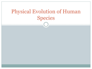 Human Evolution Species