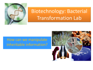 Biotechnology: Bacterial Transformation
