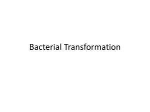 Bacterial Transformation - BLI-Research-Synbio-2014-session-1