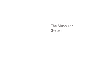 Muscular System Part 2