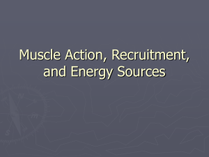 Muscle Action, Recruitment, and Energy Sources